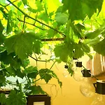 Aleka's Traditional House Ambelófiton